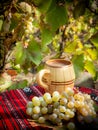 still life with grapes and stum in vineyard Royalty Free Stock Photo