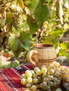 still life with grapes and stum in vineyard Royalty Free Stock Photo