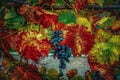 still life - grapes on a vine tree in autumn Royalty Free Stock Photo