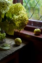 Still life with green hydrangea flowers and two green apples by window of a wooden country house