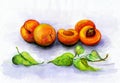 Still life with hand-painted watercolor, yellow apricots with green leaves on a light purple background. Royalty Free Stock Photo