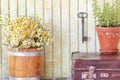 Still life with herbs and flowers Royalty Free Stock Photo