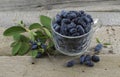 Still life with honeysuckle berries