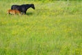 Still life of horse and foal or filly grazing Royalty Free Stock Photo