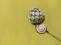 Still life of house snail on flower bud with copyspace Royalty Free Stock Photo