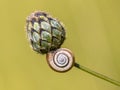 Still life of house snail on flower bud Royalty Free Stock Photo