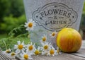 Flower-pot, apple and chamomile flowers, still-life Royalty Free Stock Photo