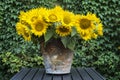 Still life image of sunflowers in a rusty bucket. Royalty Free Stock Photo
