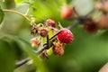 Still life with juicy ripe raspberries