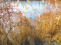 Still life lake ice cold winter reflections Royalty Free Stock Photo