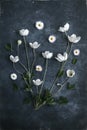 Still life. Mix of beautiful white flowers on an aged background. Can be used as a card, banner, postcard, calendar, book Royalty Free Stock Photo