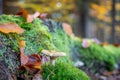 Still life with mushroom in colorful autumnal forest