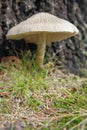 Still life with mushroom
