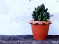 Still life natural cactus plants on wooden background textured Royalty Free Stock Photo