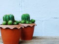 Still life natural cactus plants on wooden background textured Royalty Free Stock Photo