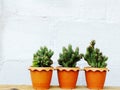 Still life natural cactus plants on wooden background textured Royalty Free Stock Photo