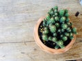 Still life natural cactus plants on wooden background textured Royalty Free Stock Photo