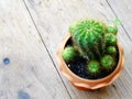 Still life natural cactus plants on wooden background textured Royalty Free Stock Photo