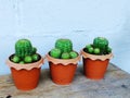 Still life natural cactus plants on wooden background textured Royalty Free Stock Photo