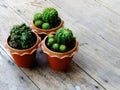 Still life natural cactus plants on wooden background textured Royalty Free Stock Photo