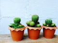 Still life natural cactus plants on wooden background textured Royalty Free Stock Photo