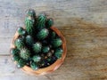 Still life natural cactus plants on wooden background textured Royalty Free Stock Photo