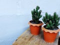 Still life natural cactus plants on wooden background textured Royalty Free Stock Photo