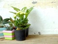 Still life natural house plants on wooden background texture with space copy Royalty Free Stock Photo