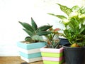 Still life natural house plants on wooden background texture with space copy Royalty Free Stock Photo