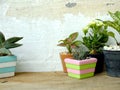Still life natural house plants on wooden background texture with space copy Royalty Free Stock Photo
