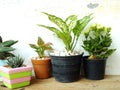 Still life natural house plants on wooden background texture with space copy Royalty Free Stock Photo