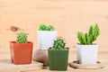 Still Life Natural Three Cactus Plants. Royalty Free Stock Photo