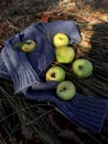 Still life in nature. Autumn apples