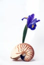Still Life, Nautilus Seashell and Purple Iris Royalty Free Stock Photo