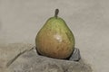 A Very Ripe Comice Pear Posed on a Rock