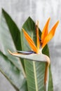 Still life with an orange flower of Strelitzia Reginae - bird of paradise. Vintage grey background. Orange color bud and Royalty Free Stock Photo