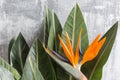 Still life with an orange flower of Strelitzia Reginae - bird of paradise. Vintage grey background. Orange color bud and Royalty Free Stock Photo