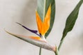 Still life with an orange flower of Strelitzia Reginae - bird of paradise. Vintage grey background. Orange color bud and Royalty Free Stock Photo