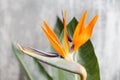 Still life with an orange flower of Strelitzia Reginae - bird of paradise. Vintage grey background. Orange color bud and Royalty Free Stock Photo