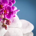 Still life with orchid flowers Royalty Free Stock Photo