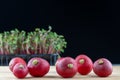 Still life organic ripe radish fresh vegetable on wooden background.