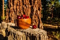 Ripe red cherries in vintage carved wood cup on tree stump in forest Royalty Free Stock Photo