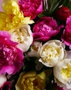 still life peonies flowers Royalty Free Stock Photo