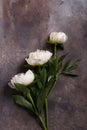 Still life peonies flowers Royalty Free Stock Photo
