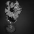 Still Life Photo of a Hibiscus Flower in a Wine Glass