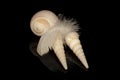 Still life of sea shells and feather Royalty Free Stock Photo