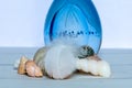 Still life of sea shells and feather with a blue glass ball Royalty Free Stock Photo