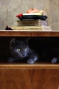 a still life with a pile of old books, fruit on a plate and a silver british cat inside a retro cabinet Royalty Free Stock Photo