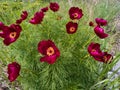 Still life. Pink flowers in the garden Royalty Free Stock Photo