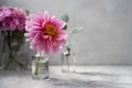 Still life pink flowers scene. Pink hydrangea flowers and dahlias in glass vase on neutral background soft, selective Royalty Free Stock Photo